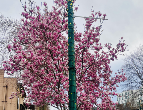 Spring Awakening:  Rebirth, The Revival, and Renaissance